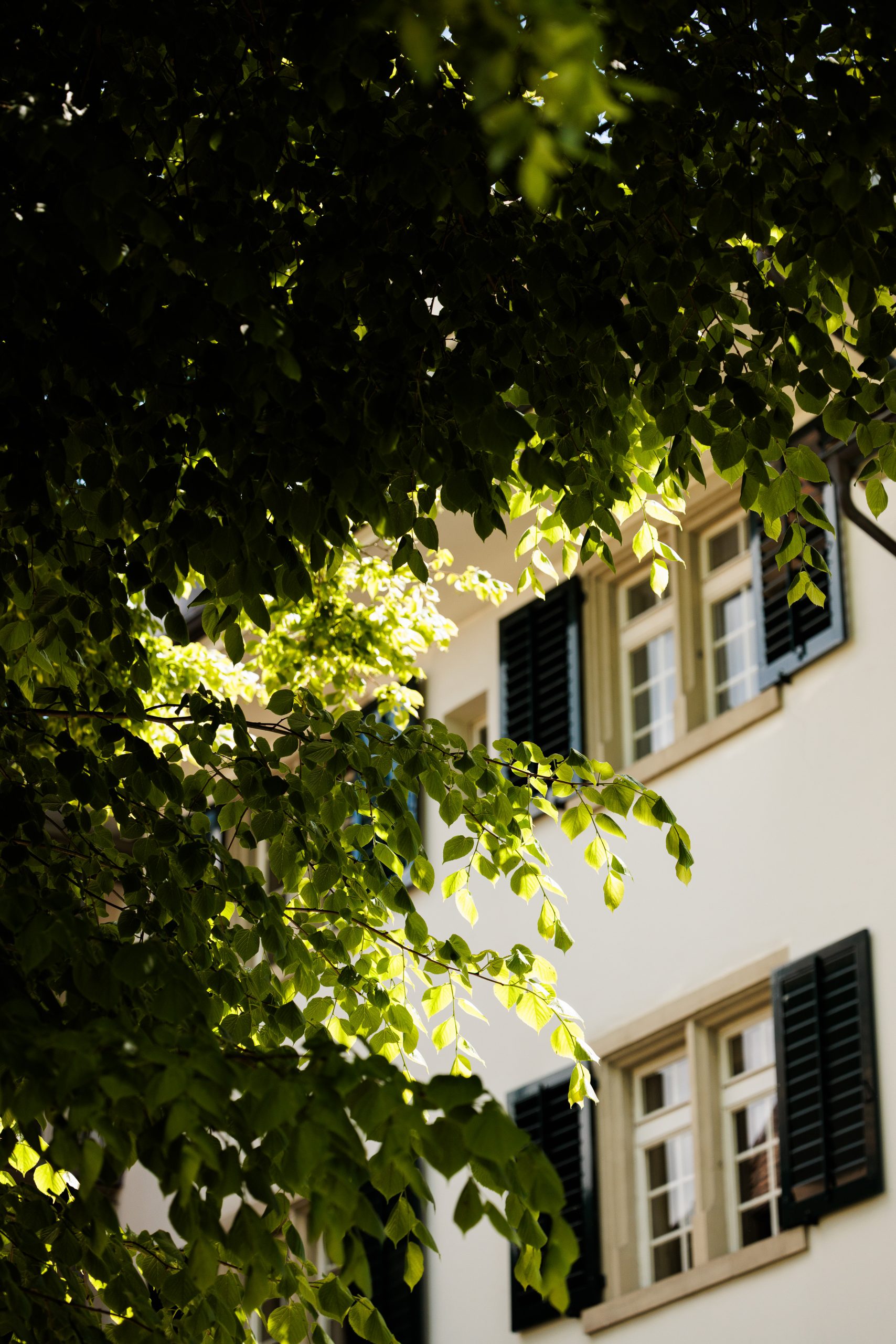 Das Sonnenlicht fällt durch die grünen Blätter der Bäume und verdeckt teilweise den Blick auf ein Gebäude mit cremefarbenen Wänden und Fenstern, die von dunklen Fensterläden eingerahmt sind.
