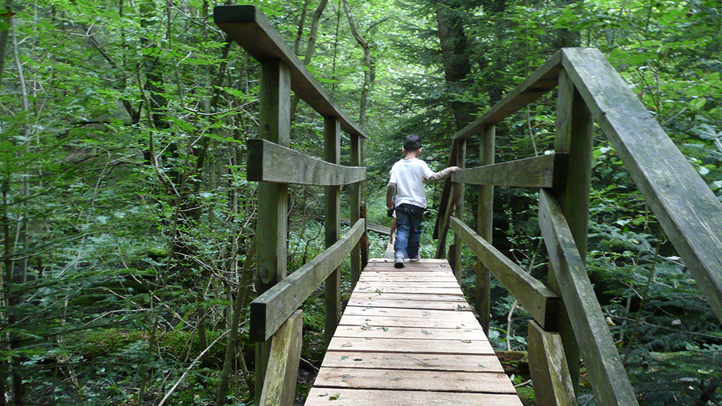 Ein Junge läuft über einen schmalen Holzsteg in einem üppigen, grünen Wald, umgeben von dichtem Laub und hohen Bäumen - ein einladendes Freizeitangebot für Naturliebhaber.